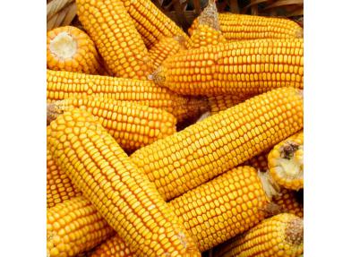 散装农产品 南川农家玉米渣 真空包装杂粮 全国包邮（除西藏、新疆、等偏远地区）