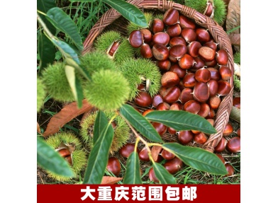 预售：绿色食品 板栗之乡南川河图镇鲜货板栗