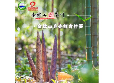 预售：金佛山鲜毛壳方竹笋 新鲜发货 9斤装 仅限成渝地区购买