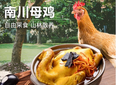南川母鸡 虫草母鸡汤 现杀新鲜包邮到家  提前3天预订